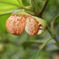 Melastoma sp.